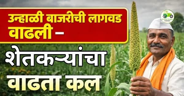 उन्हाळी बाजरीची लागवड वाढली –  शेतकऱ्यांचा वाढता कल
