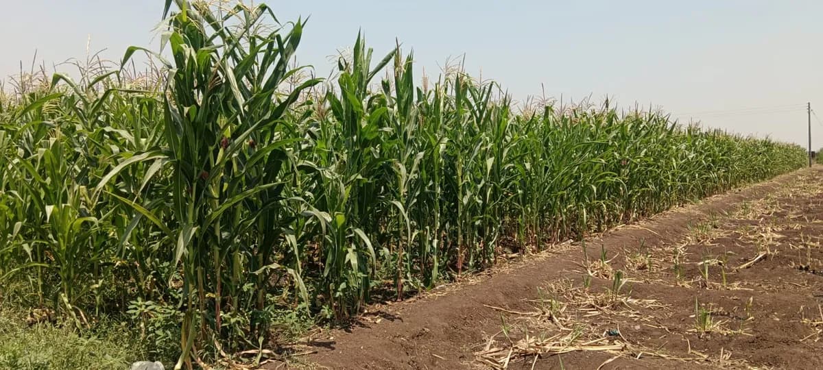 1 एकर मका विक्रीसाठी उपलब्ध!