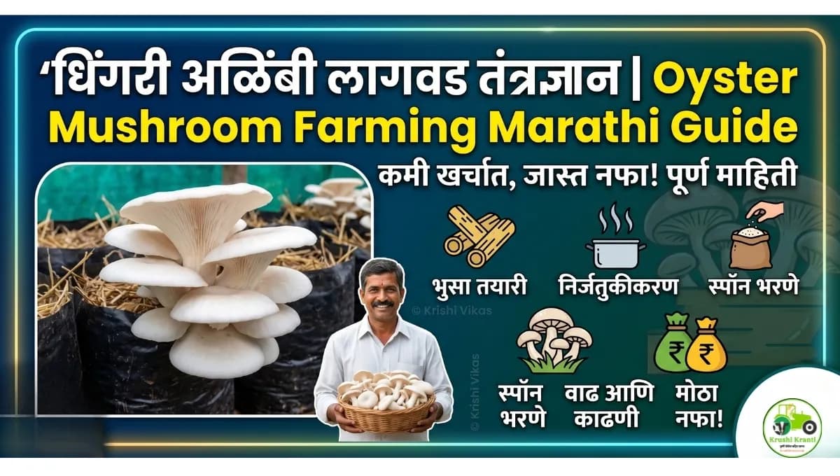 धिंगरी अळिंबी लागवड तंत्रज्ञान | Oyster Mushroom Farming Marathi Guide