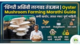 धिंगरी अळिंबी लागवड तंत्रज्ञान | Oyster Mushroom Farming Marathi Guide