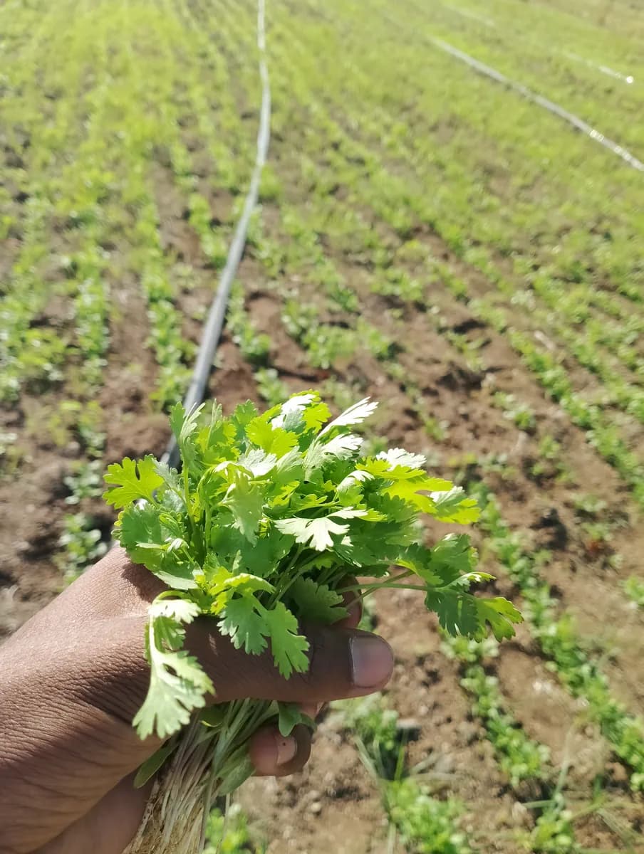 ताजी कोथिंबीर विक्रीसाठी उपलब्ध
