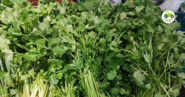 कोथिंबीर बाजारभाव 14 एप्रिल 2026