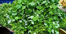 मेथी भाजी बाजारभाव 14 एप्रिल 2026