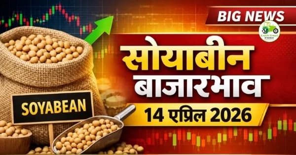 सोयाबीन बाजारभाव 14 एप्रिल 2026