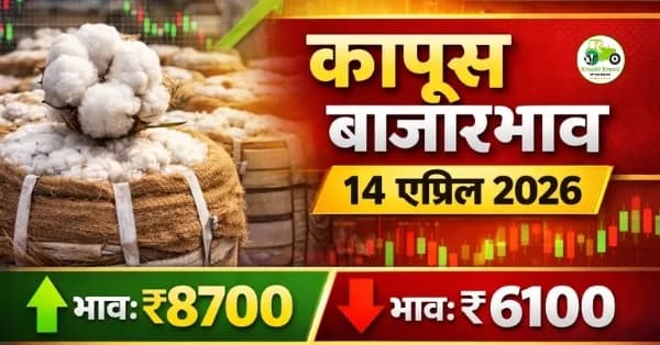 cotton rate today : कापूस बाजारभाव 14 एप्रिल 2026