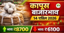 cotton rate today : कापूस बाजारभाव 14 एप्रिल 2026