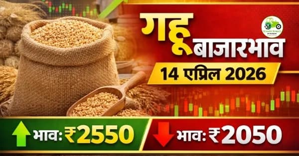 gehu ka bhav : गहू बाजारभाव 14 एप्रिल 2026