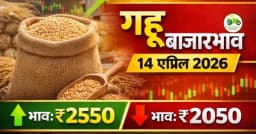 gehu ka bhav : गहू बाजारभाव 14 एप्रिल 2026