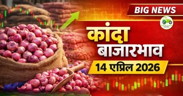 kanda bajar bhav : आजचे कांदा बाजारभाव 14 एप्रिल 2026