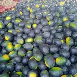 बाहुबली जातीचे टरबूज विकणे आहे