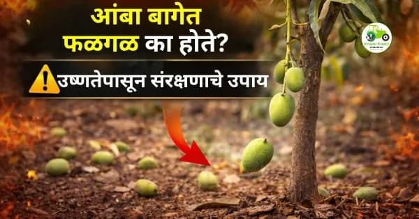 वाढत्या उष्णतेच्या लाटेमुळे आंबा बागांचे नुकसान: फळगळ थांबवण्यासाठी प्रभावी उपाय