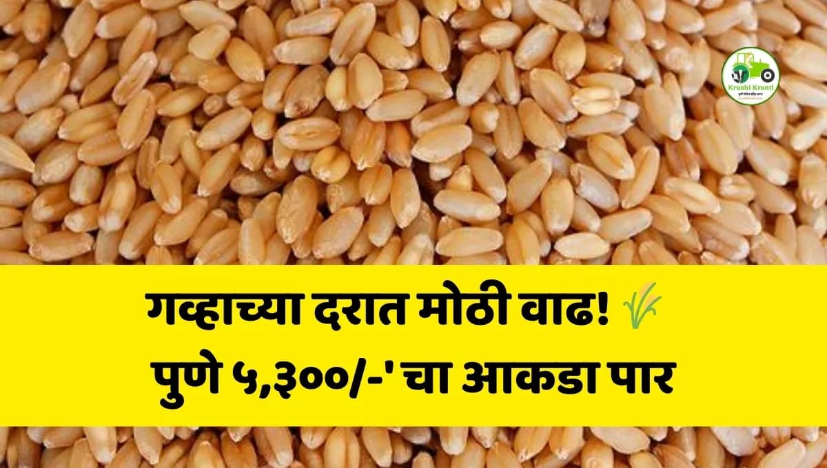 गहू बाजारभाव आज: गव्हाच्या दरात मोठी वाढ; पुणे-मुंबईत ५३०० रुपयांचा उच्चांकी दर!