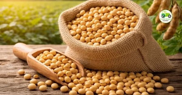 आजचे सोयाबीन बाजारभाव 15 एप्रिल 2026