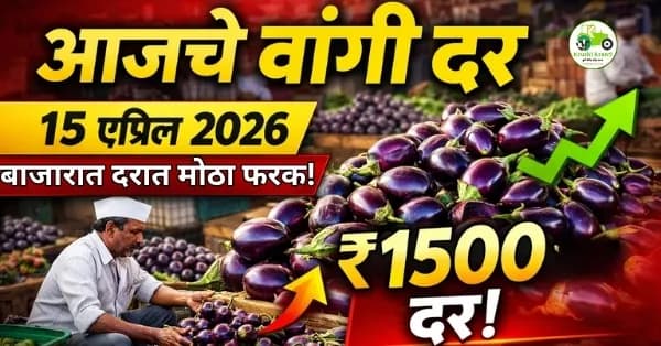 आजचे वांगी बाजारभाव 15 एप्रिल 2026