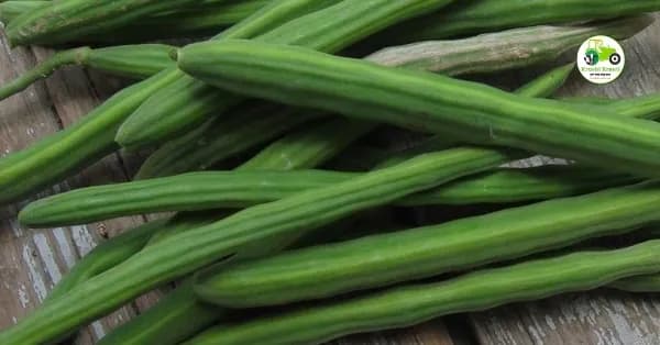 शेवगा बाजारभाव आजचे 16 एप्रिल 2026