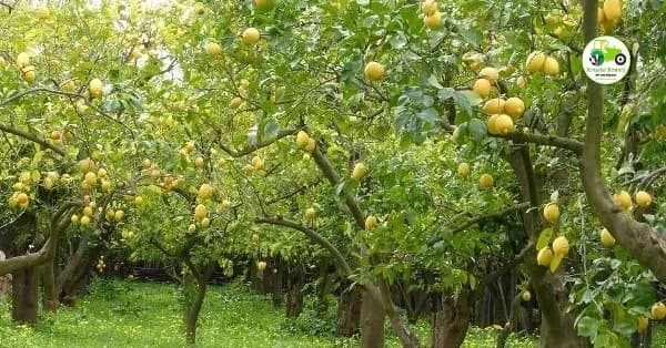 लिंबू बाजारभाव आजचे 16 एप्रिल 2026