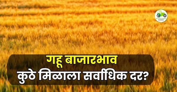 गहू बाजारभाव आजचे 16 एप्रिल 2026