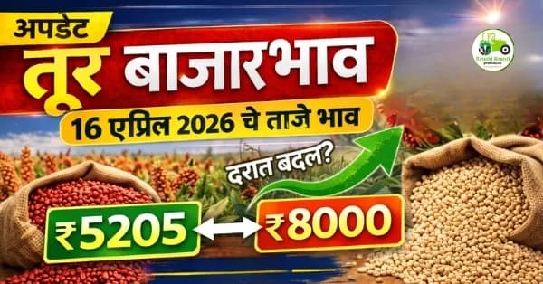 तूर बाजारभाव आजचे 16 एप्रिल 2026