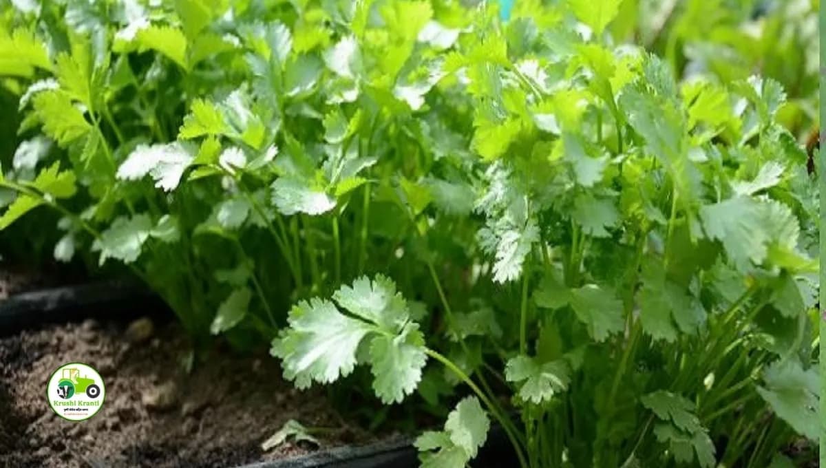 कोथिंबीर बाजारभाव: आज मुंबईसह पुणे आणि छत्रपती संभाजीनगरमध्ये काय राहिले दर? पहा सविस्तर अहवाल