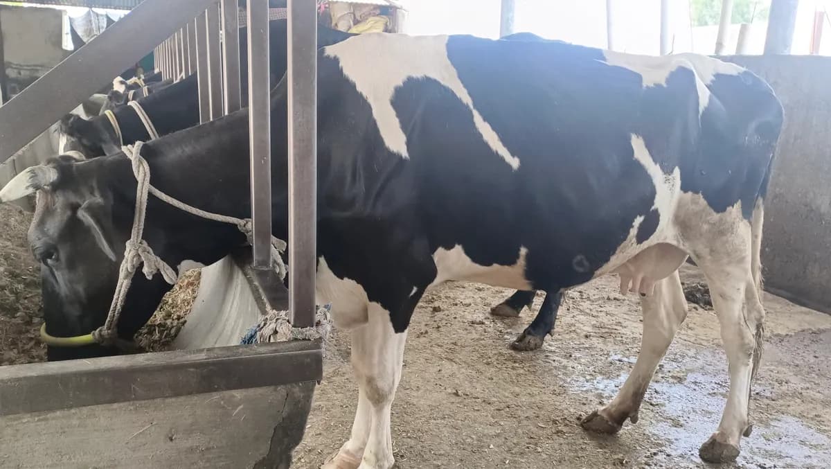 गाय विक्रीसाठी उपलब्ध!