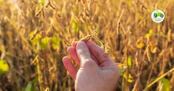 आजचे सोयाबीन बाजारभाव 17 एप्रिल 2026 