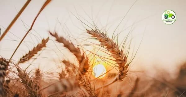 आजचे गहू बाजारभाव 17 एप्रिल 2026 