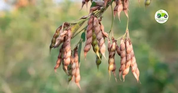 आजचे तूर बाजारभाव 17 एप्रिल 2026