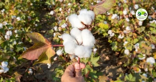 आजचे कापूस बाजारभाव 17 एप्रिल 2026 