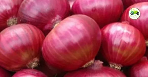 आजचे कांदा बाजारभाव 17 एप्रिल 2026