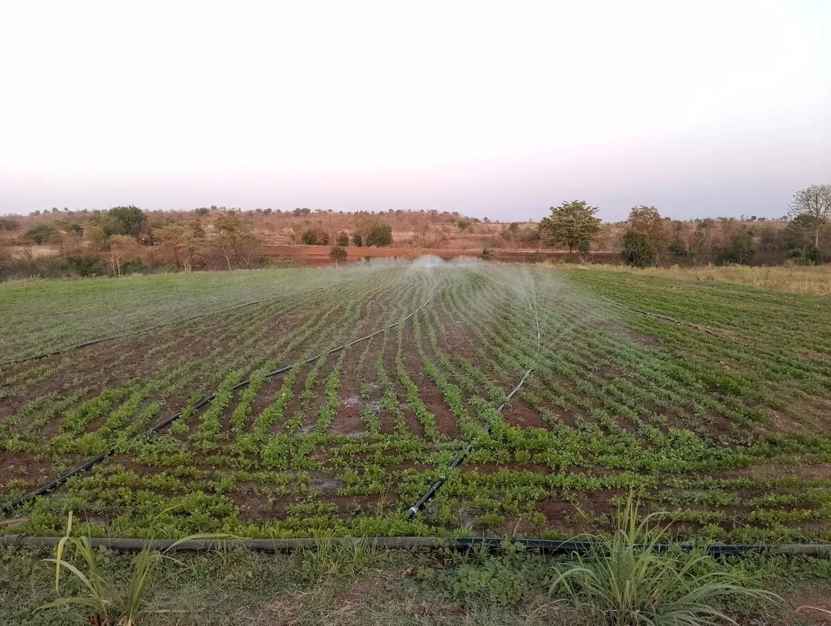ताजी कोंथिबीर मिळेल