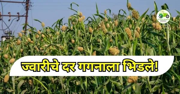 ज्वारीचे दर गगनाला भिडले! कमी उत्पादनामुळे बाजारात मोठी तेजी
