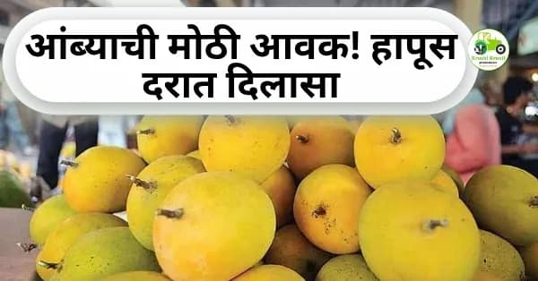आंब्याची मोठी आवक! हापूस दरात दिलासा