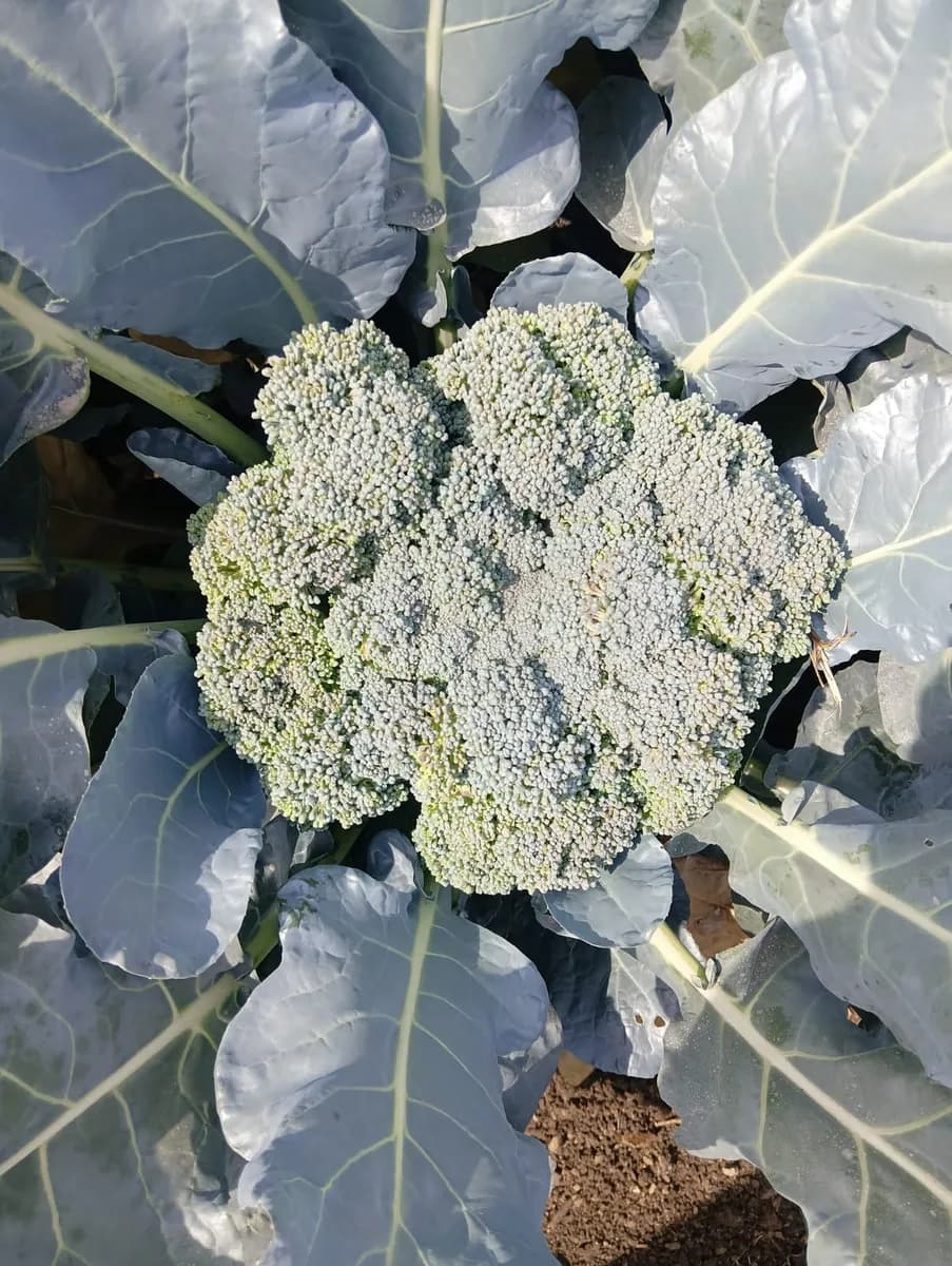 ब्रोकोली विकणे आहे