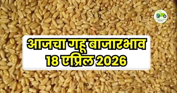 आजचा गहू बाजारभाव – 18 एप्रिल 2026