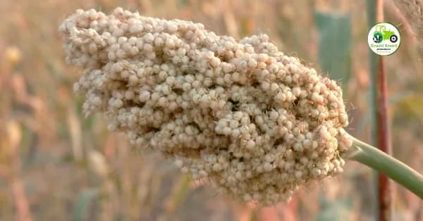 आजचा ज्वारी बाजारभाव – 18 एप्रिल 2026