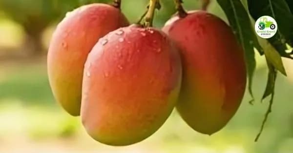 आंबा उत्पादकांचा आक्रोश: हवामान बदलाचा हापूस-केसरला मोठा फटका