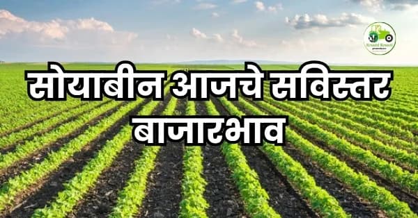 सोयाबीन दरात मोठी सुधारणा!