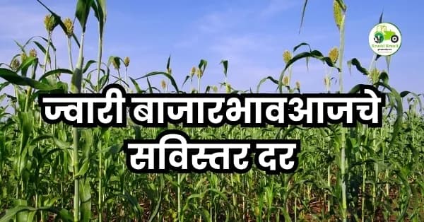 ज्वारी बाजारभाव अपडेट:आजचे सविस्तर दर