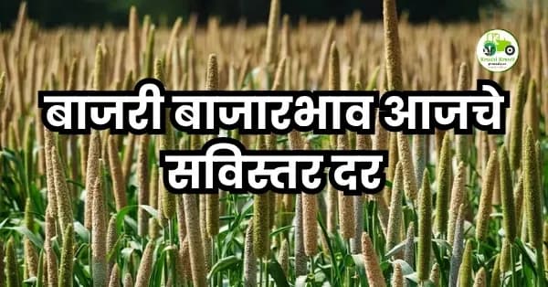 बाजरी बाजारभाव अपडेट
