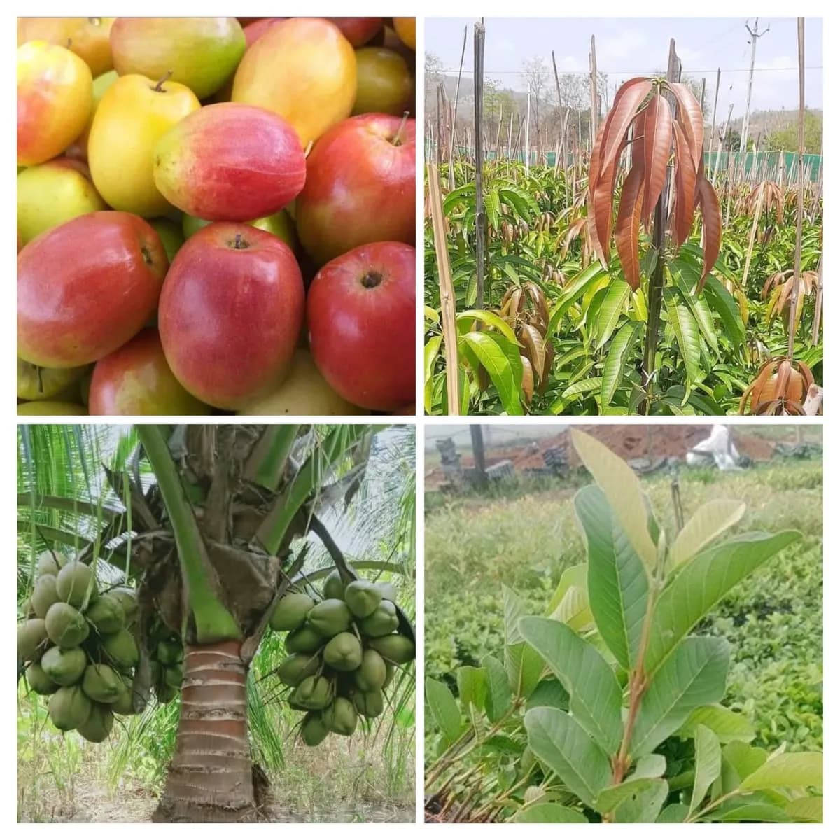 रेड कश्मिरी अँपल बोर व सर्व फळबाग रोपे उपलब्ध!