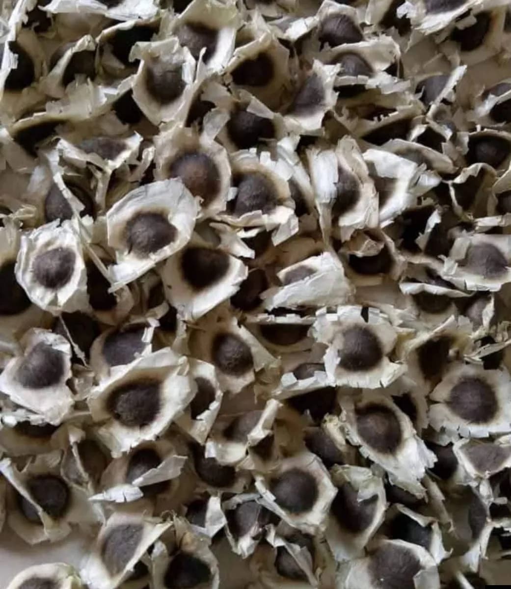 ओरिजिनल ODC-3 शेवगा बियाणे मिळेल