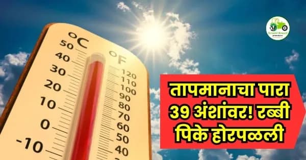 तापमानाचा पारा ३९ अंशांवर! रब्बी पिके होरपळली; शेतकरी संकटात, पालेभाज्यांचे दर कडाडले