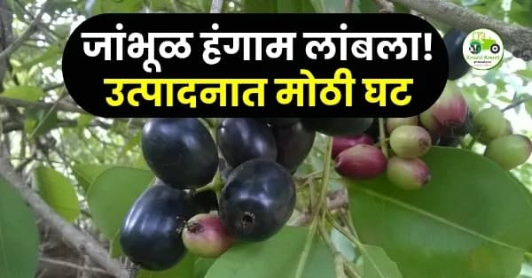 जांभूळ हंगाम लांबला! उत्पादनात मोठी घट