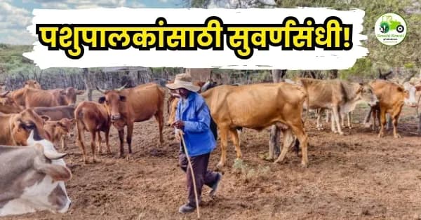 पशुपालकांसाठी सुवर्णसंधी! आता मिळणार ३ लाखांपर्यंत कर्ज तेही शून्य टक्के व्याजाने
