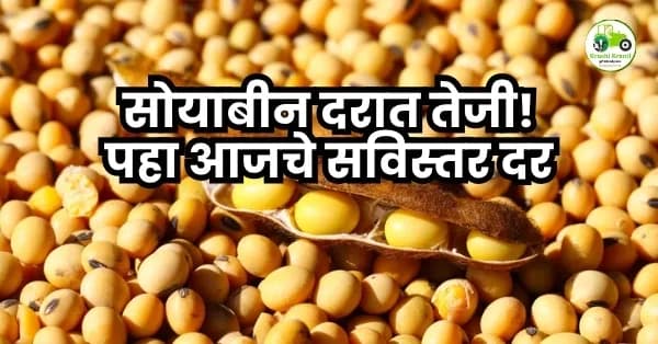 सोयाबीन दरात तेजी!पहा आजचे सविस्तर दर