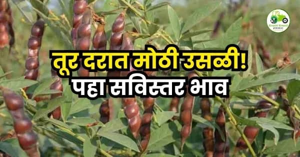 तूर दरात मोठी उसळी!पहा सविस्तर भाव