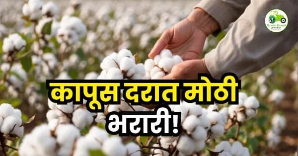 कापूस दरात मोठी भरारी!