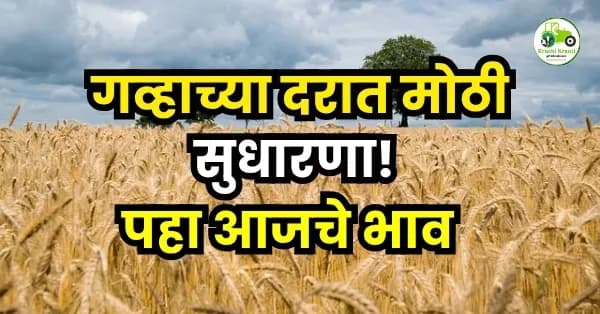 गव्हाच्या दरात मोठी सुधारणा! 