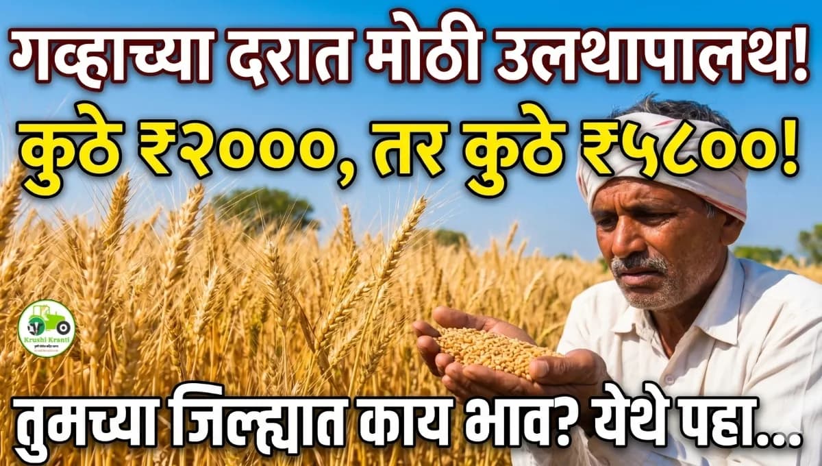 गव्हाच्या दरात आज मोठी उलथापालथ! भाव कुठे ₹२००० तर कुठे ₹५८०० पार