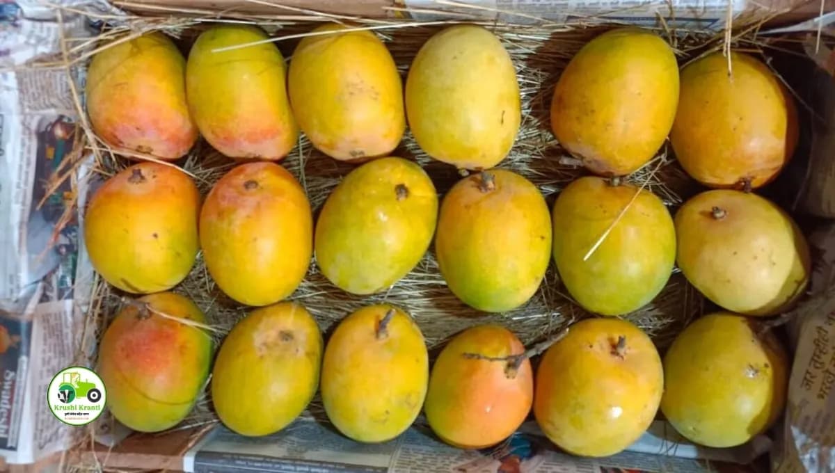 हापूसच्या दरात मोठी घसरण की तेजी? पहा आजचे ताजे बाजारभाव